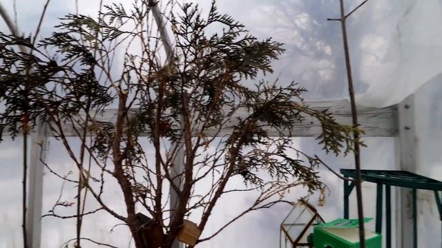 A Winter Thaw, The Bonsai Zone, Feb 2022 смотреть онлайн