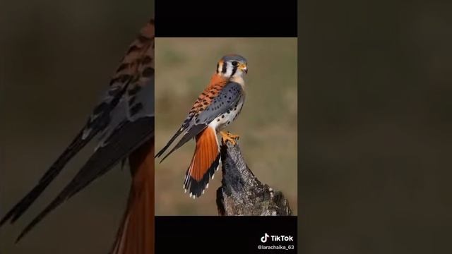 8 мая 2021 г. смотреть онлайн