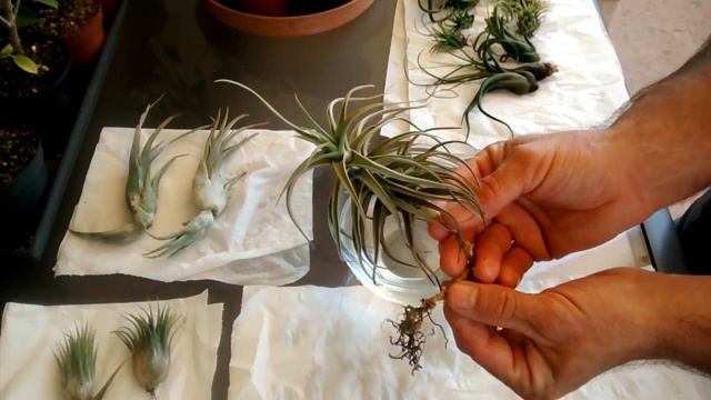 Tillandsias, Riego por inmersión. смотреть онлайн