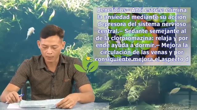 Las propiedades de la Centella Asiática | Ahey смотреть онлайн