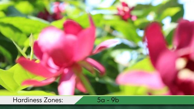 Proven Winners® Gardener Channel: Proven Winners® 'Aphrodite' Calycanthus смотреть онлайн
