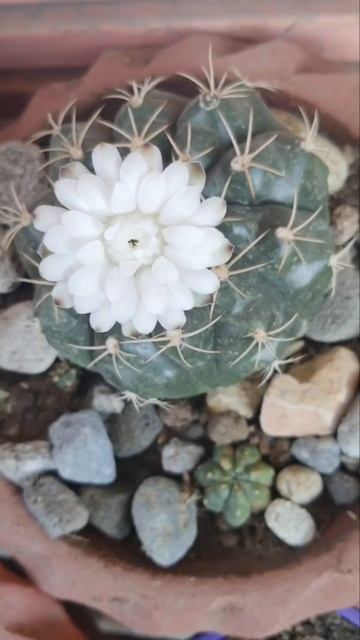 Gymnocalycium damsii ( July 24, 2021 vs February 2, 2022) смотреть онлайн