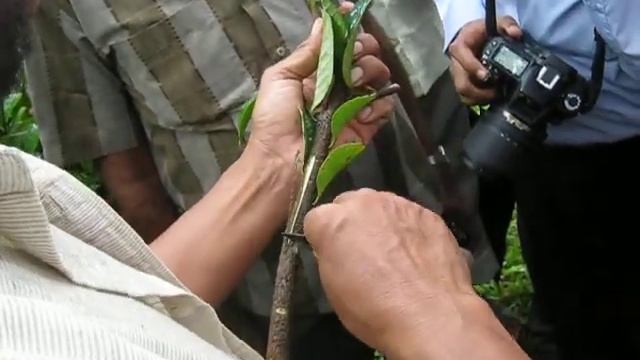 Fruad Budding смотреть онлайн