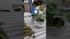 Как укоренить черенки рододендрона?