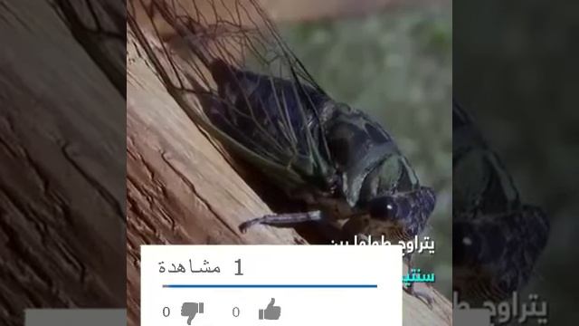 حشرة الزيز تستعد لغزو العالم بعد 17 عاما تحت الأرض смотреть онлайн