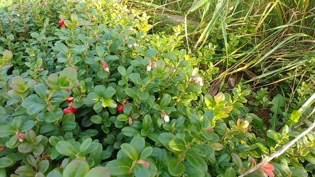 Czy zakładać plantację borówki brusznicy? смотреть онлайн