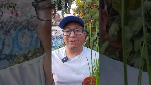 Como Reproducir los Dientes de Ajo o el Ajo en Casa #huerto #plantas #flores #shorts смотреть онлайн