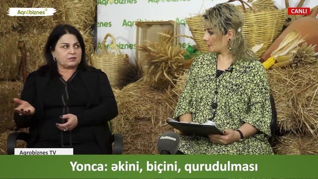 Yonca Necə əkilir, Necə Biçilir Və Necə Qurudulur?