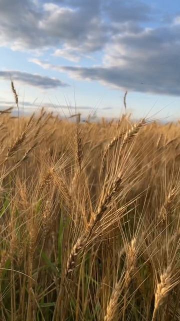#Поле ржи#закат #лето2023 #любовь смотреть онлайн
