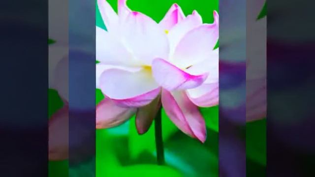 26 апреля 2018 г. смотреть онлайн