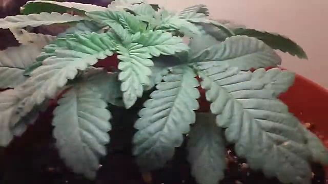 Mandala far out feminised veg смотреть онлайн