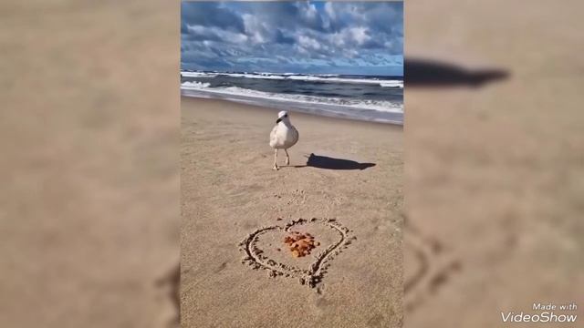 Зимние снег и лёд на Калининградском побережье Балтики в середине февраля 2025 смотреть онлайн