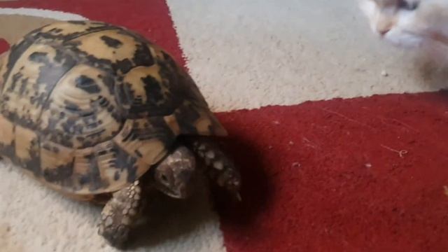 Lily Cat Saying Hi to Mr Turtle | SO Awesome Cute Cat | Memi Cat #139 смотреть онлайн