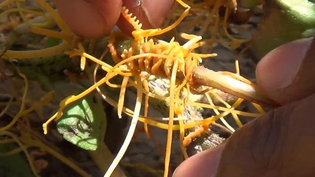 California Conservation Corps Member Discovers A Parasitic Plant!