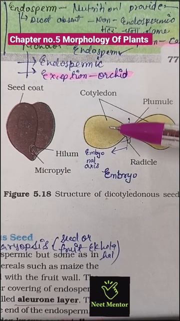 ncert biology diagram revision for neet 2022 | Structure of dicotyledonous seed | #shorts смотреть онлайн