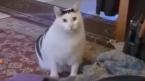 кот говорит а       а            а