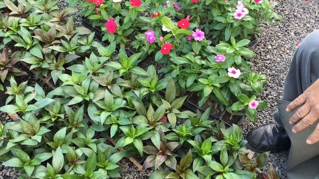 As diferenças entre impatiens, vinca e maria-sem-vergonha смотреть онлайн