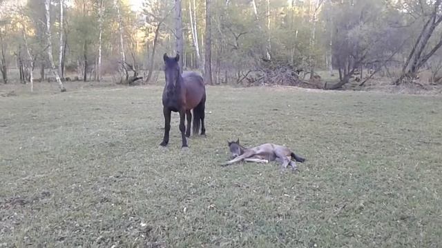 Лошади с жеребятами смотреть онлайн