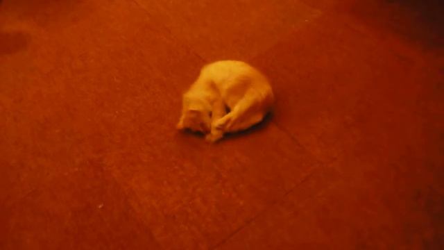 Кеша и хвост смотреть онлайн