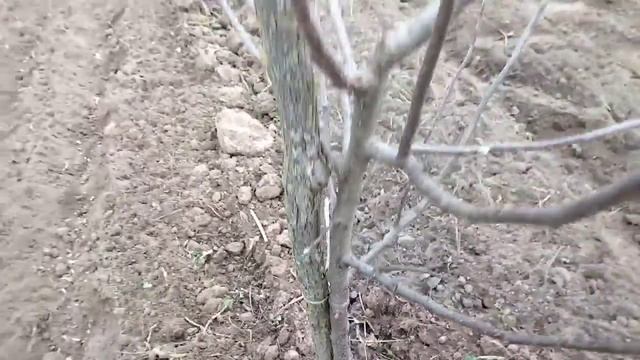 Посів воздушки та посадка часника смотреть онлайн