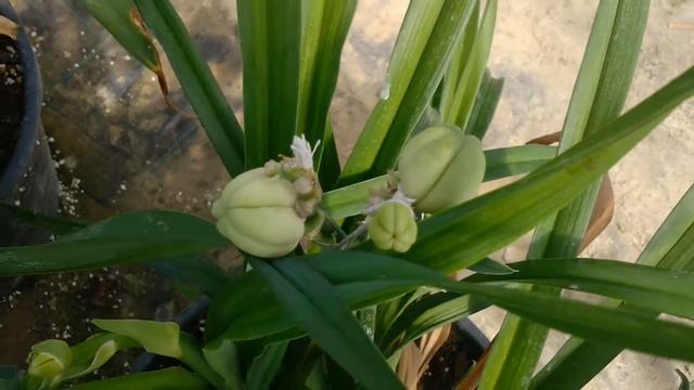 HYBRIDIZATION HEMEROCALLIS - TUTORIAL ENG смотреть онлайн