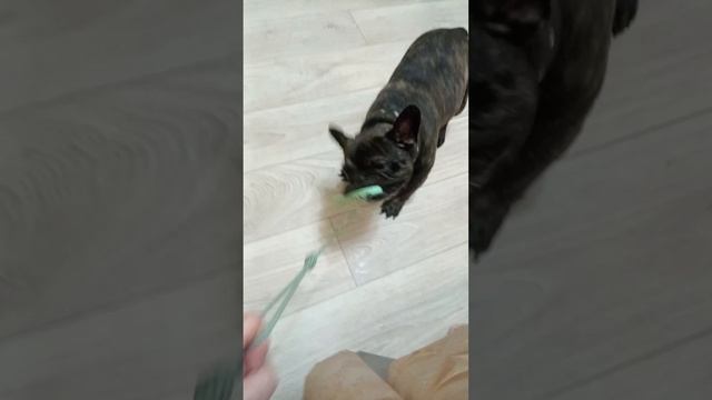 16-02-2025 злой Арчи))