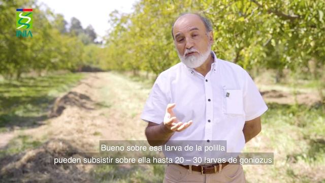 Polilla de la manzana en nogal Control biológico con Goniozus Legneri Parte VI смотреть онлайн
