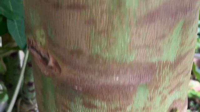 PAPAYA UPDATE. How protect your green papayas from cold weather, Winter preparations.for plants. смотреть онлайн