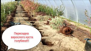 Как пересадить взрослый куст голубики!!!