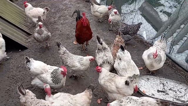 Дружковка 4 февраля 2023.Получила посылку,скупилась . смотреть онлайн