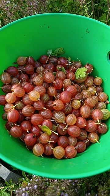 Созрел крыжовник смотреть онлайн