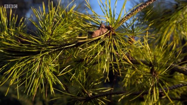 Gardeners World Winter Special 2021/22 Episode 1 #gardenersworld #originalgardening