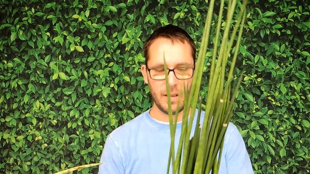 Sansevieria Bacularis-  Care And Repotting