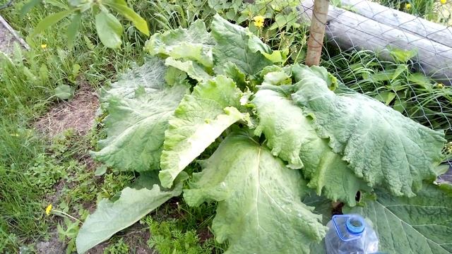 Король Лопух Двулетка (7 Июня 2022) смотреть онлайн