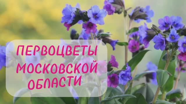 Медуница. Рисование