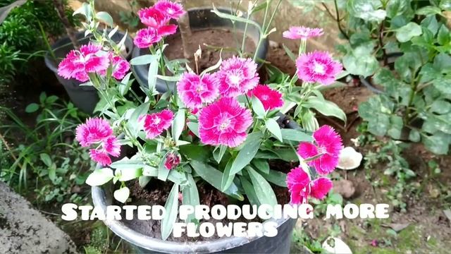 How to get more flowers in dianthus plant | my tapioca plants | update vedio смотреть онлайн