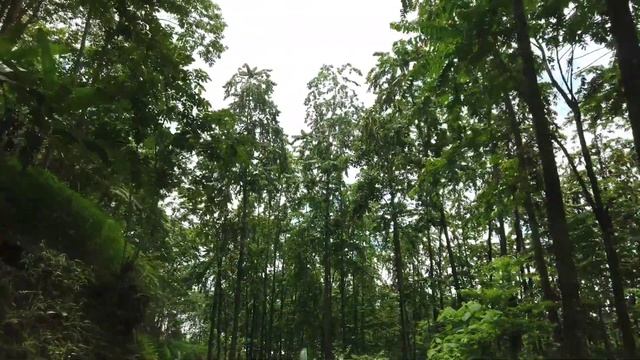 The Most Nutritious Plant|Moringa|Drumstick Tree|Visited Under Mokokchung Town 🌸🌿🌸 смотреть онлайн