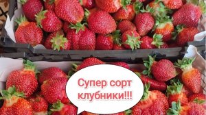 Супер сорт клубники.