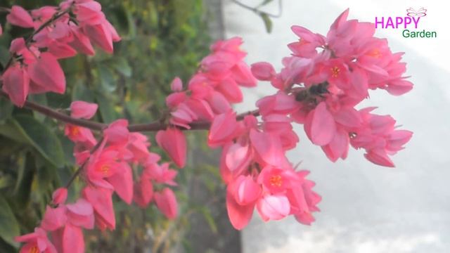 Beautiful Antigonon Flower