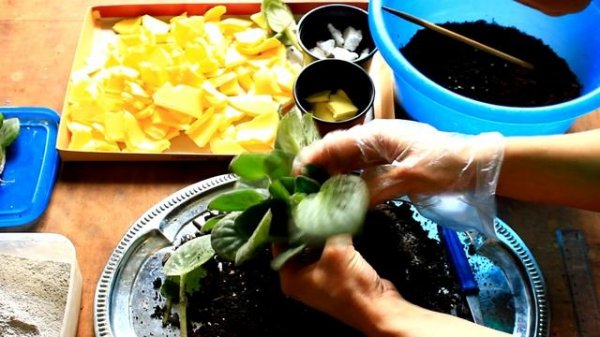 КАК РАЗДЕЛИТЬ И РАССАДИТЬ РАЗРОСШУЮСЯ ФИАЛКУ