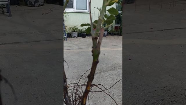 Щас заглубим прививку розы при посадке смотреть онлайн