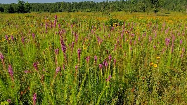 Prairie Blazing Star - Liatris pycnostachya смотреть онлайн