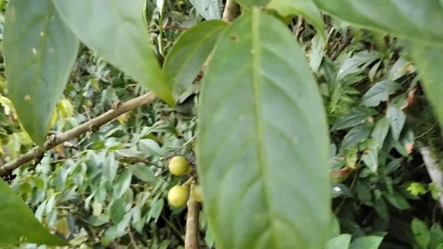 муравьи Cephalotes atratus фуражируют на цветущих ветках смотреть онлайн