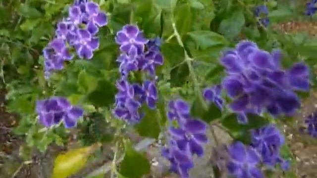 Duranta Geisha Girl
