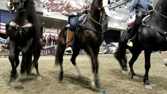 Los tres ganadores de feria del Caballo Espanol Feb 2020 смотреть онлайн
