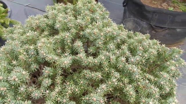 コロラドトウヒ　ヒルサイド picea pungens hillside смотреть онлайн