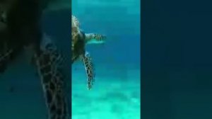 РАМАЗОН ОЙИ МУБОРАК/ RAMAZON TABRIGI♥️