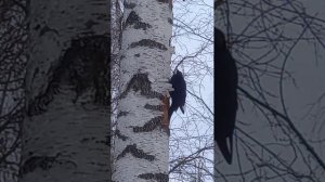 Дятел Желна. Чёрный дятел.