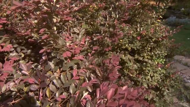Homegrown | Deer Resistant Plants смотреть онлайн