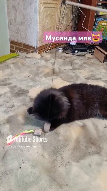 #кот #котик #котэ #котики #смешныекоты #домашниеживотные смотреть онлайн